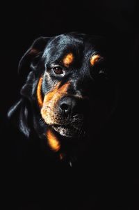 Close-up portrait of black dog