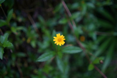 Close-up of yellow flowering plant