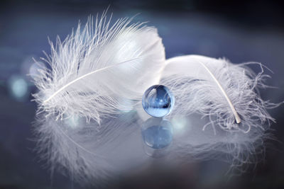 Close-up of feather against black background