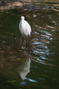 White heron standing in lake