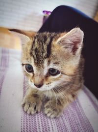 Close-up portrait of cat at home