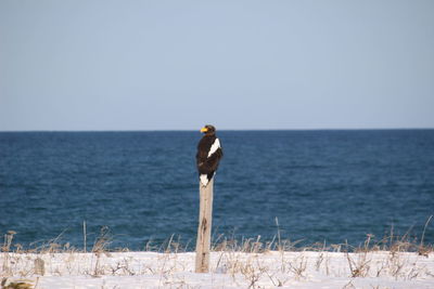 View of bird in sea against clear sky