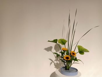 Close-up of vase on table against white background