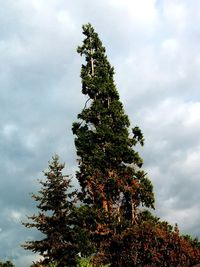 Low angle view of trees against cloudy sky