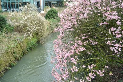 Flowers growing on tree by water