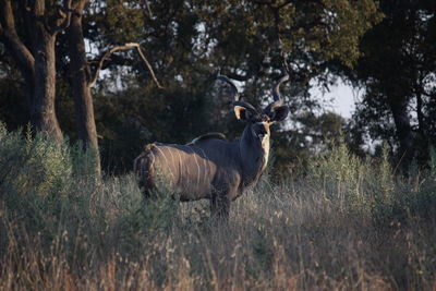 Side view of kudu standing on field