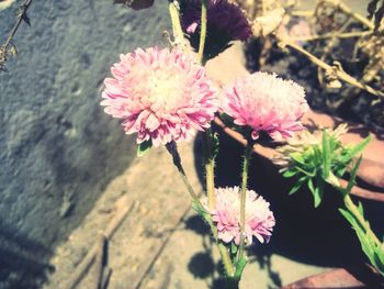 Close-up of pink flowers blooming outdoors