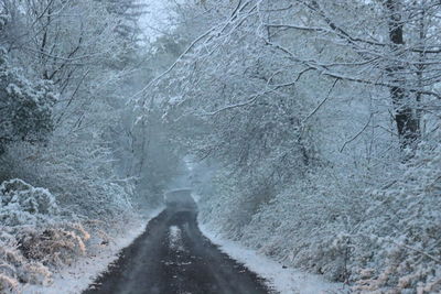 Road amidst trees in forest during winter