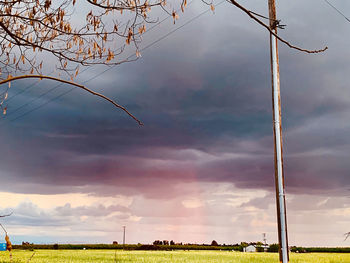 Low angle view of trees on field against sky