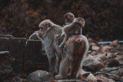 Monkey sitting on rock