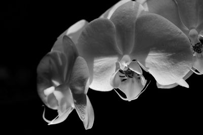 Close-up of flower over black background