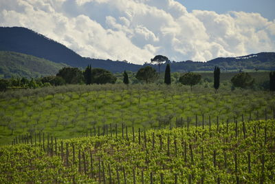 Scenic view of agricultural field against sky