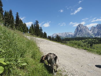 Goat grazing next to dirt road