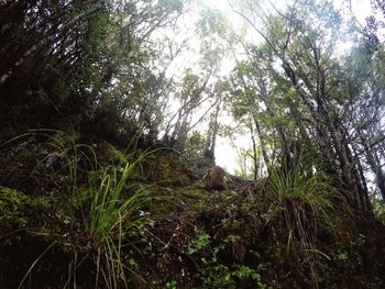 Low angle view of trees