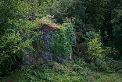 View of trees in forest