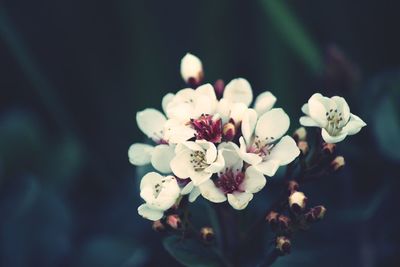 Close-up of white cherry blossoms