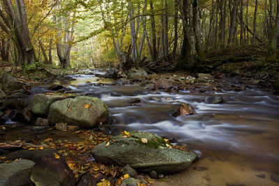 Scenic view of river amidst trees in forest