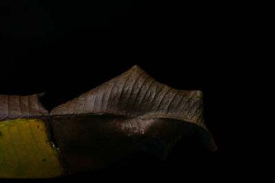 Close-up of bread against black background