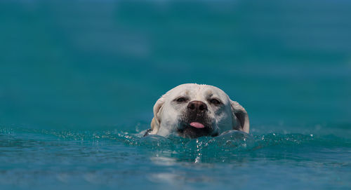 Portrait of dog swimming in pool