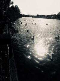 Birds swimming in lake