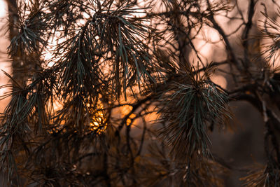 Close-up of wilted plant during sunset