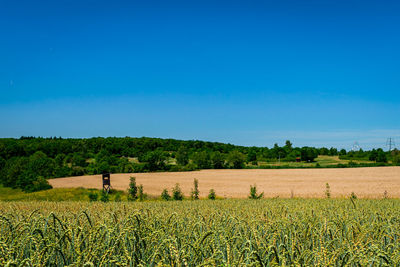 Scenic view of agricultural field against blue sky