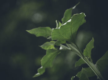 green
