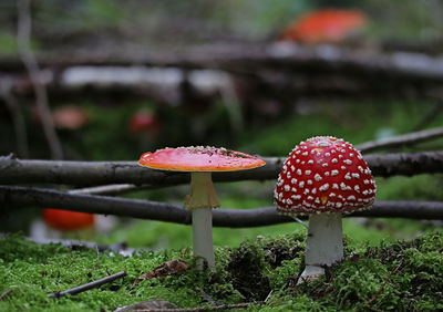 Close-up of fly agaric mushroom on field