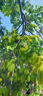 Low angle view of fresh green tree against sky