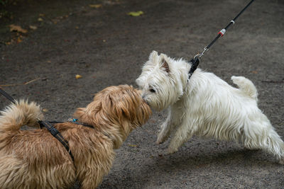 Two dogs sniff each other while walking