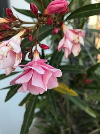 Close-up of pink flowers blooming on tree