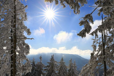 Low angle view of trees against sky during winter