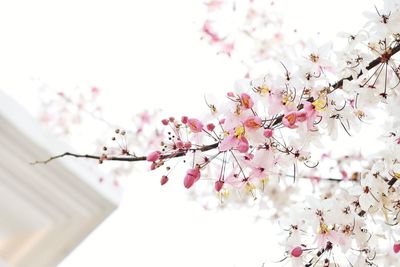 Low angle view of flowers blooming on tree 