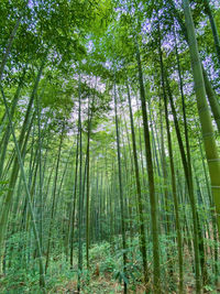 Low angle view of trees in forest