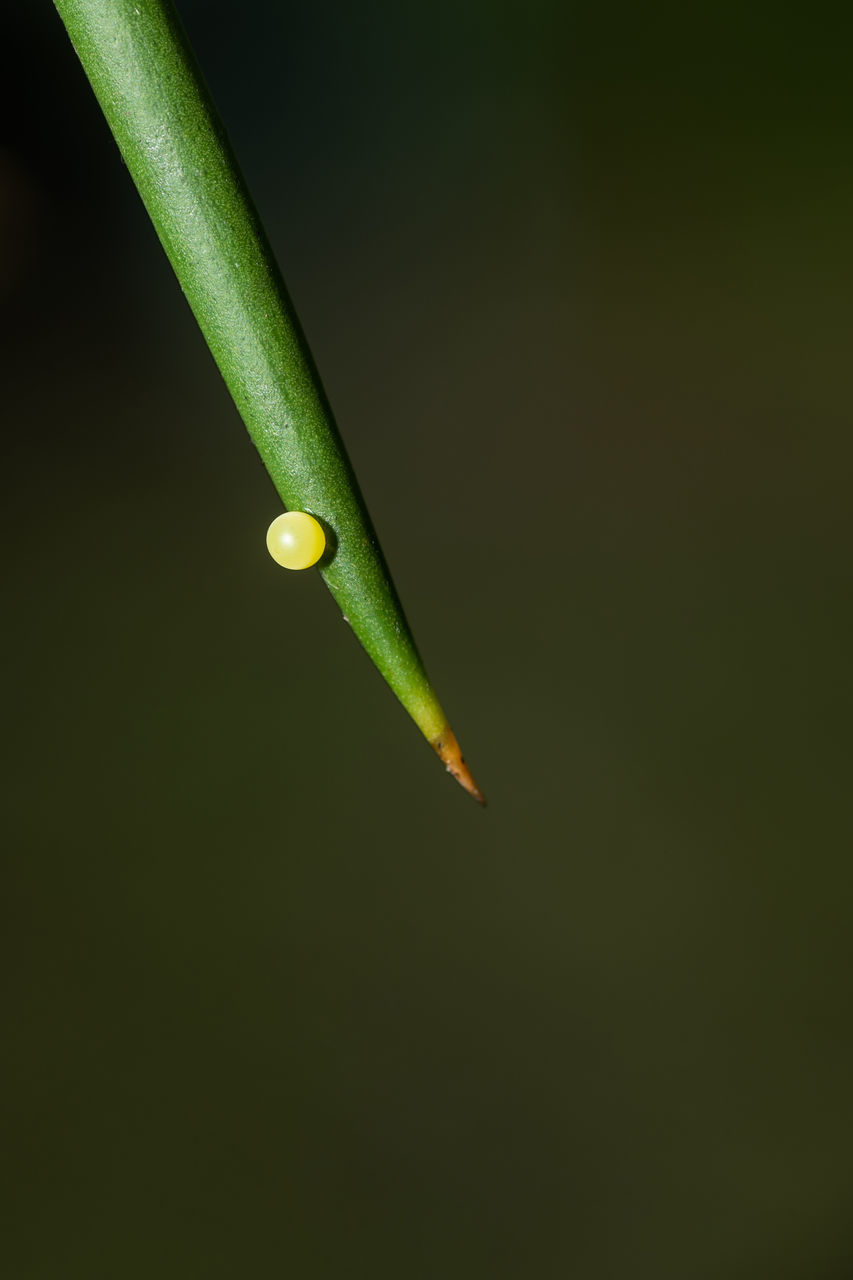 CLOSE-UP OF GREEN LEAF ON BLACK BACKGROUND