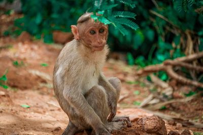 Close-up portrait of monkey sitting on land