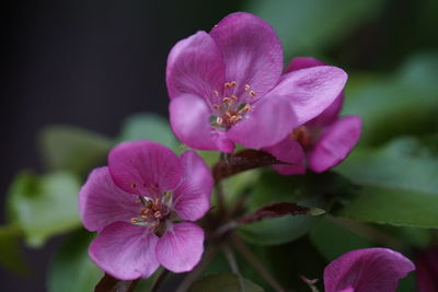 Close-up of pink flowers blooming outdoors