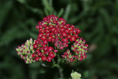 Close-up of red flowering plant