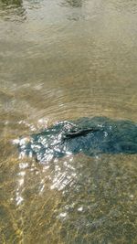 High angle view of turtle swimming in water