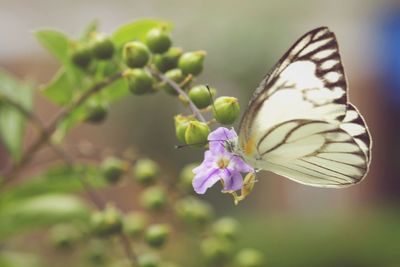 Close-up of insect on flower against blurred background