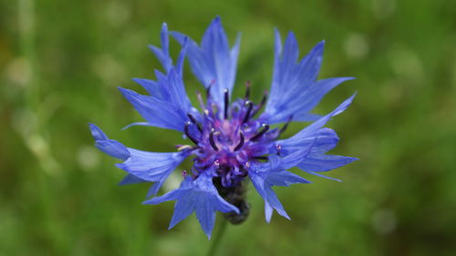 Close-up of purple flowering plant