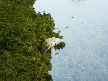 High angle view of duck swimming in lake