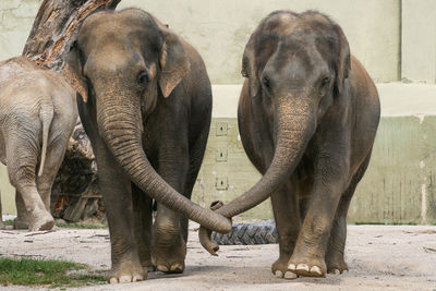 Elephant standing outdoors