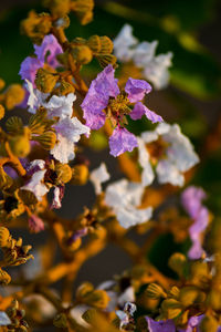 Close-up of purple flowering plants