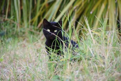 Cat amidst plants on field