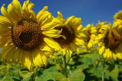 Close-up of yellow sunflower