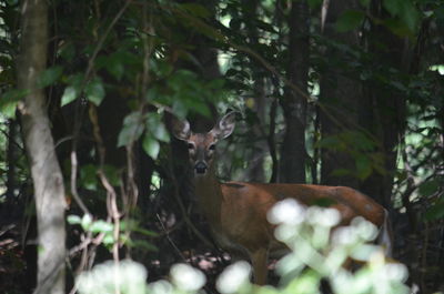 Deer in a forest