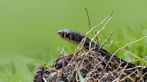 Close-up of insect on plant