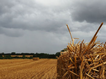 Crops growing on field against sky