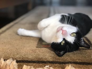 Close-up portrait of cat lying on floor